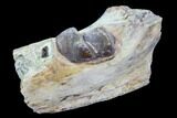 Hyracodon (Running Rhino) Jaw Section - South Dakota #90263-2
